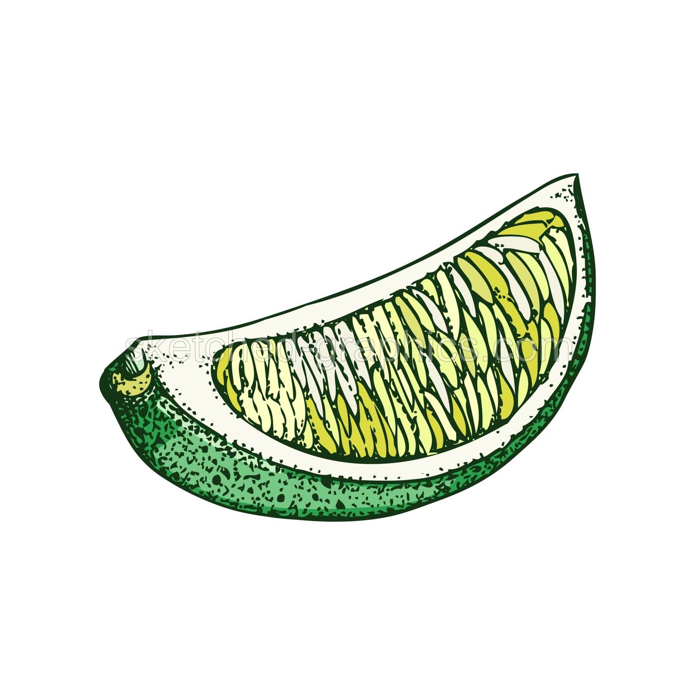 Lime fruit sketch in color. Citrus fruit slice hand-drawn vector illustration. Exotic plant drawing in watercolor style. Botanical design element. NOT AI-generated Illustration